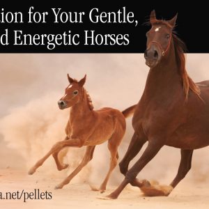 Ad for horse feed company